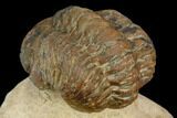 Bargain, Reedops Trilobite - Foum Zguid, Morocco #119904-3